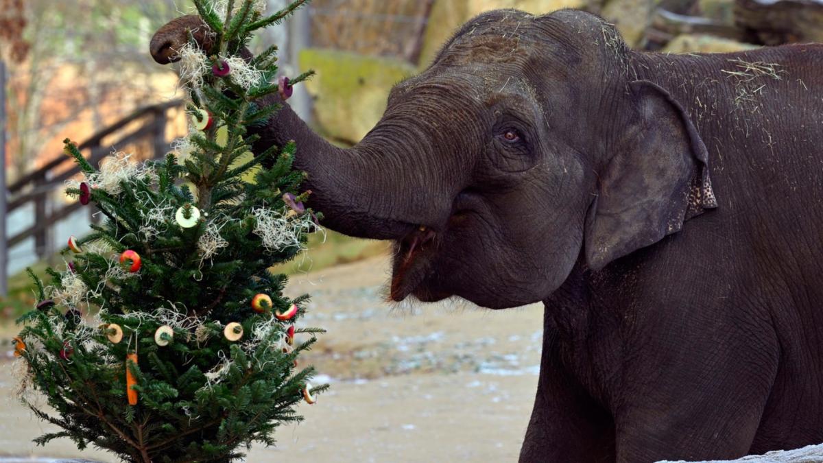 brazi craciun nevanduti hrana aimale gradina zoologica praga decembrie 2025