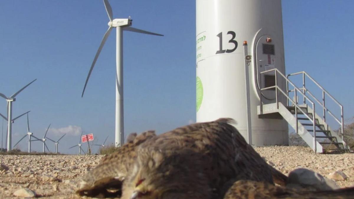 imagine controversata postata de trump eolienele ucid vulturii americii insa in poza nu e un vultur si se vad litere ebraice