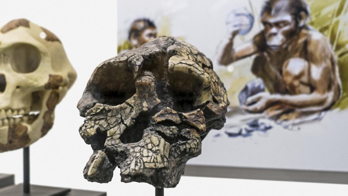 Analiza unor oase de acum 7 milioane de ani ar putea indica cel mai vechi strămoș al omului modern, dar dovezile nu îi conving pe toți