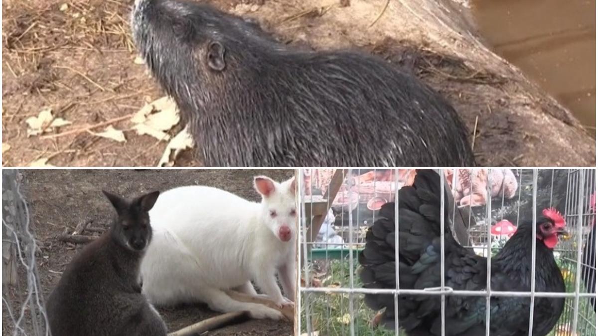 de la pasiune la poveste de succes ferma din ineu a lui denis caba cu sute de animale rare si exotice