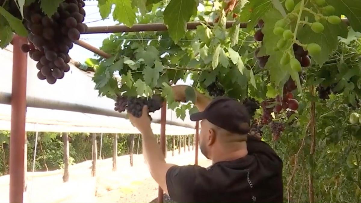 legumicultori romani fac profit cu struguri crescuti in sere printre rosii si castraveti am concurenta doar ecuadorul e o trufanda