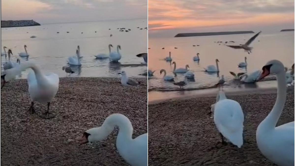 spectacol la malul marii zeci de lebede au fost surprinse in statiunea eforie
