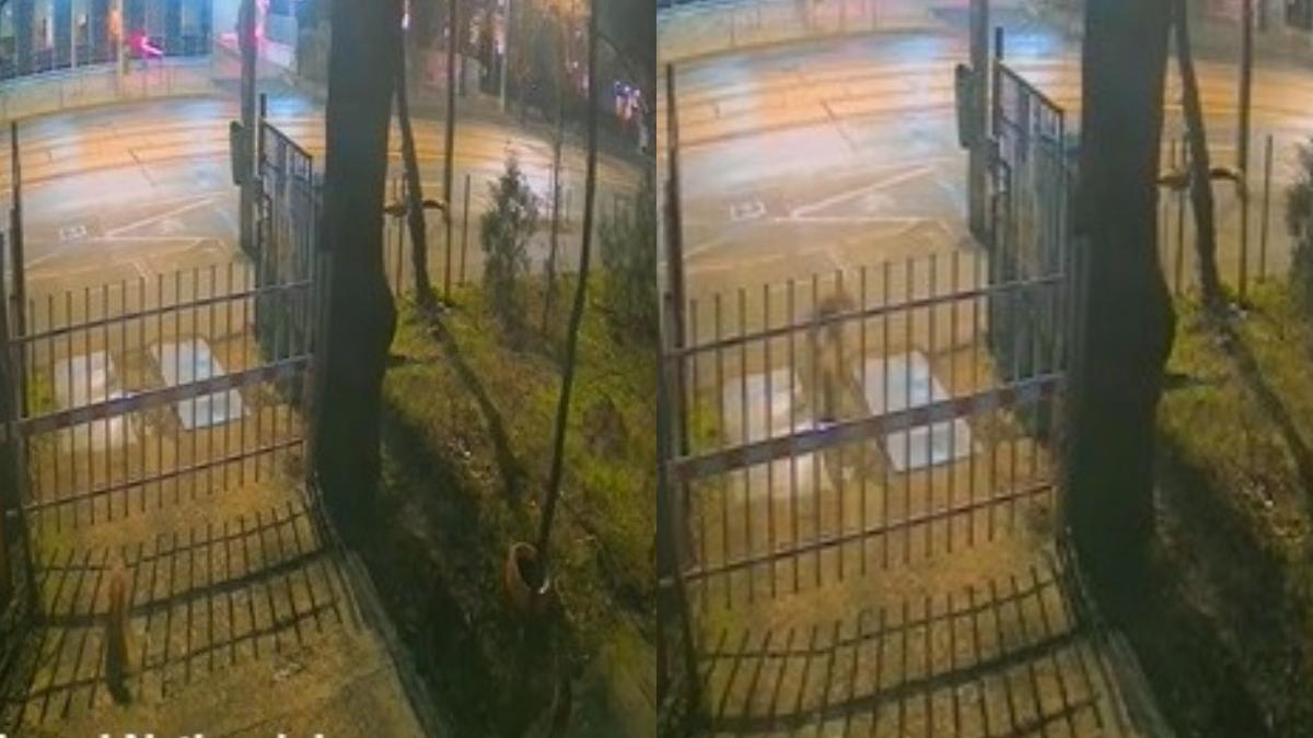 trei vulpi au fost surprinse in centrul bucurestiului de camerele de supraveghere ale muzeului national de istorie