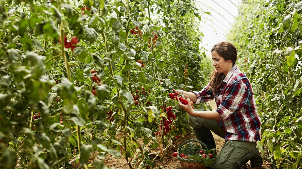 fonduri europene pentru agricultura 501 milioane de euro sunt disponibili la inceput de an