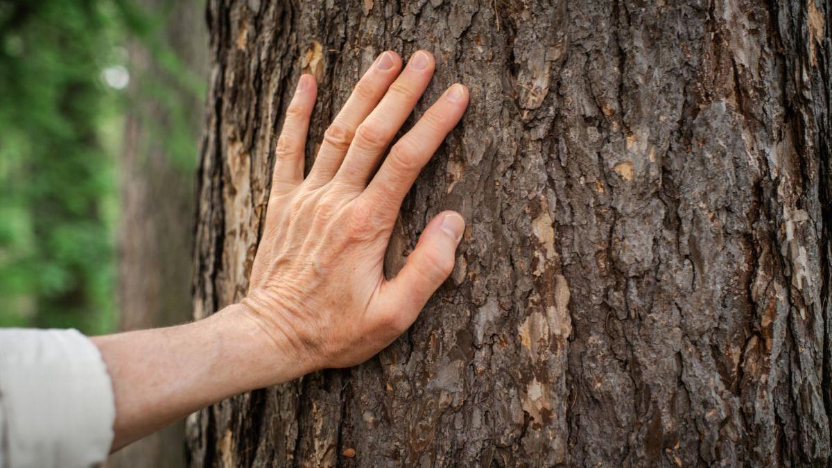 zeci de mii de hectare de padure s au uscat in romania in 2025 ce masuri a luat romsilva pentru combaterea fenomenului