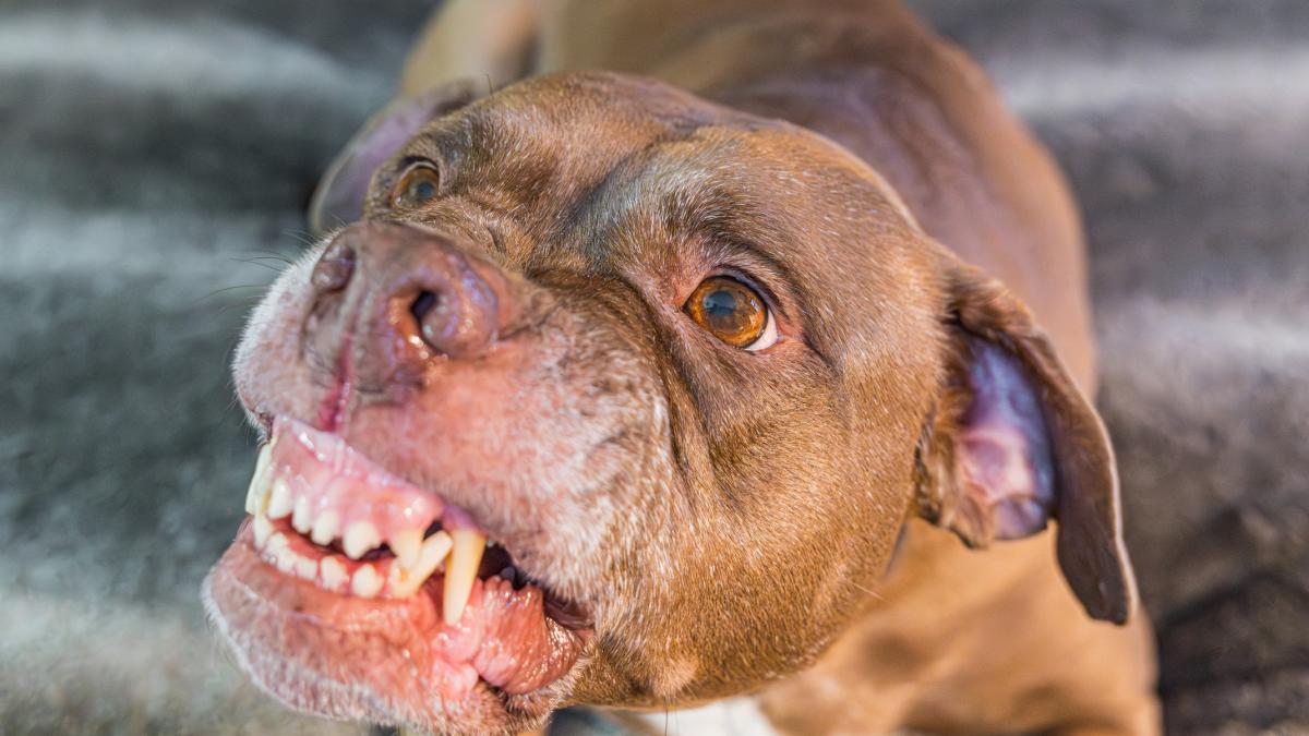 O româncă din Italia şi-a salvat soţul atacat de câinele familiei