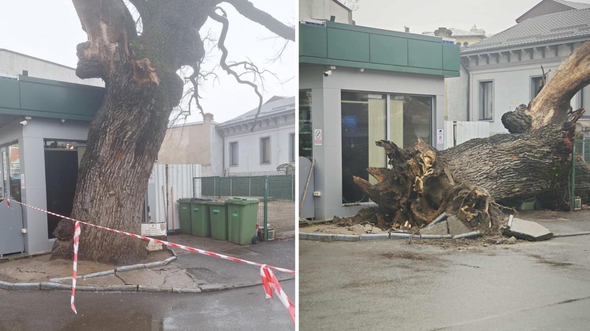 bucurestiul a ramas fara un simbol unic ultimul stejar secular din vremea codrilor vlasiei s a prabusit dupa ce a fost betonat