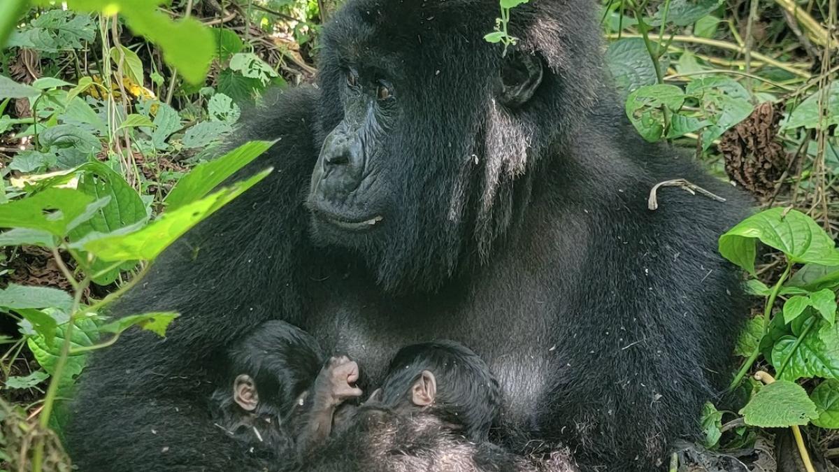 mafuko o gorila de munte dintr o specie pe cale de disparitie a nascut doi pui gemeni
