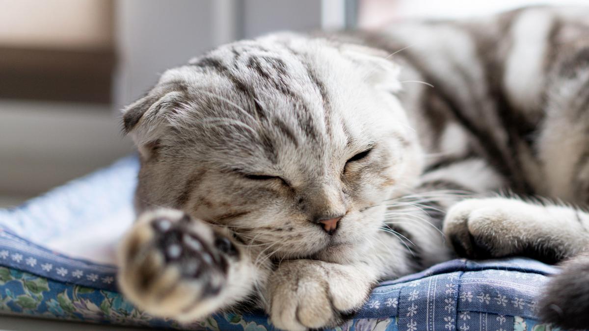 Guvernul unei țări a interzis deținerea unor rase de pisici. Cum motivează autoritățile decizia