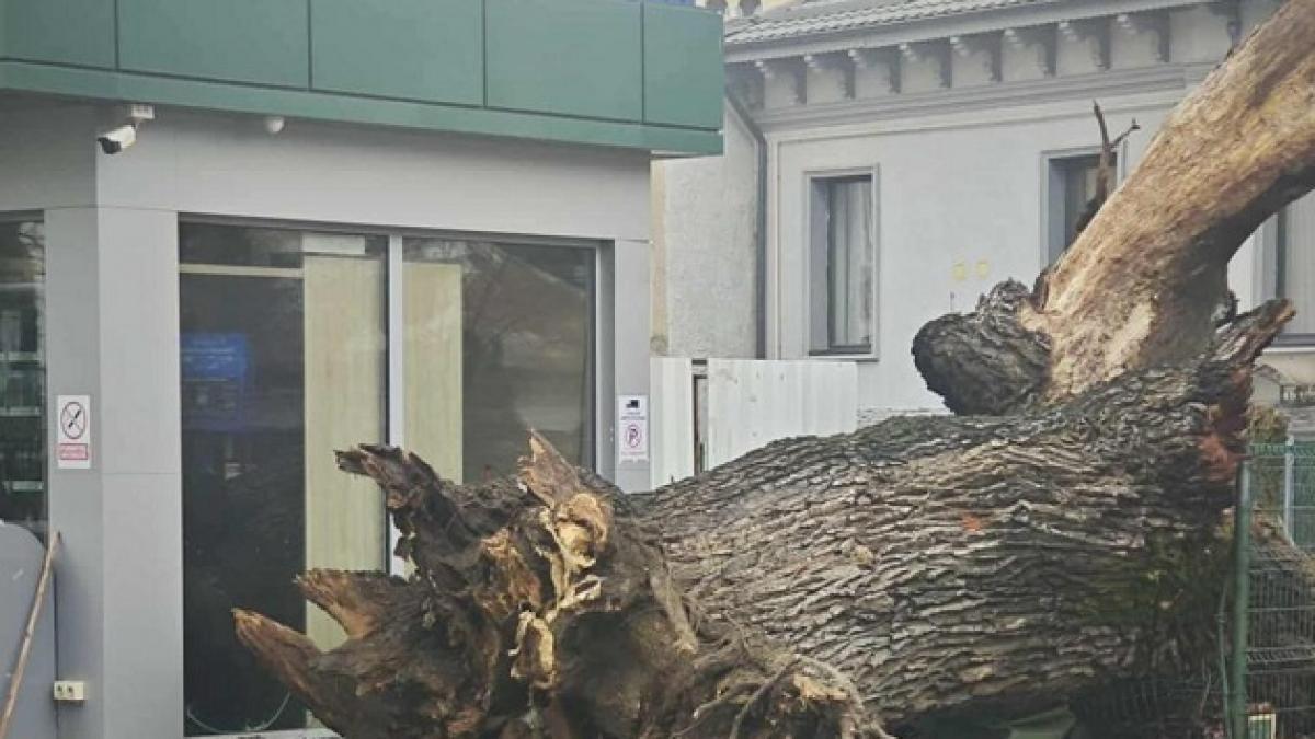 stejarul din vremea codrilor vlasiei conservat si expus publicului hopinca spune ca a fost un martor tacut al istorie orasului