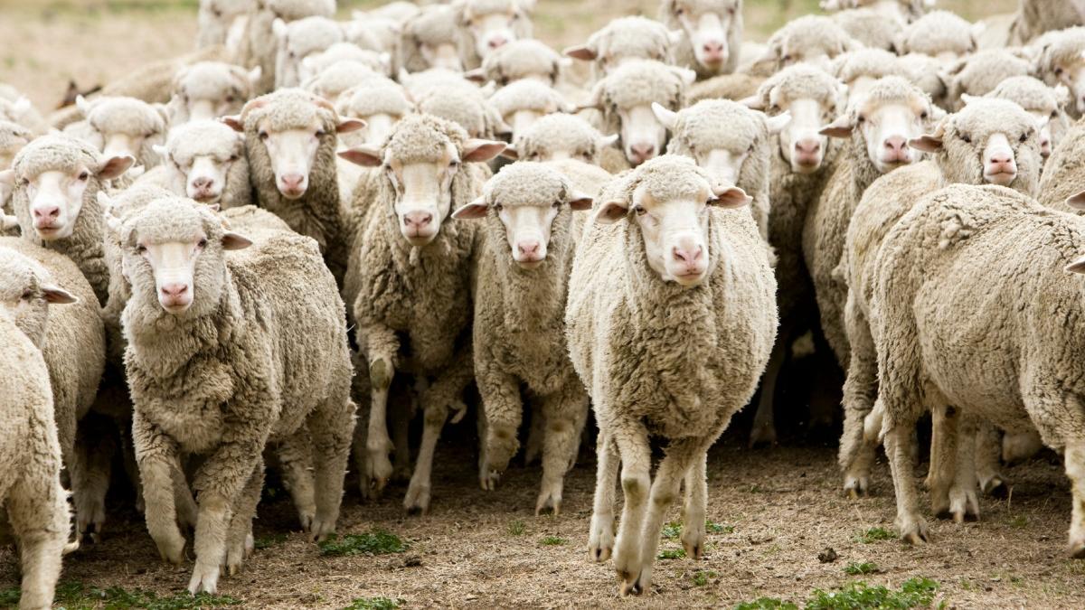 un supermarket din germania a fost invadat de aproximativ 50 de oi manager dorim sa luam legatura cu ciobanul