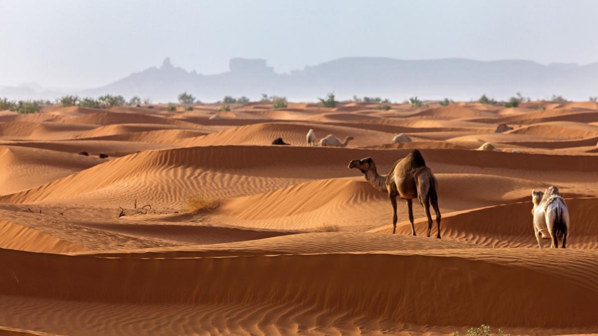 De ce Arabia Saudită și Emiratele Arabe Unite importă nisip din Australia, deși au deșerturi uriașe