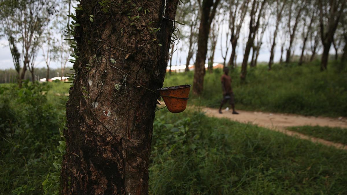 Dispariția acestui copac ar zdruncina economia globală. Pentru asta, e suficient ca o anumită boală fungică să ajungă în Asia