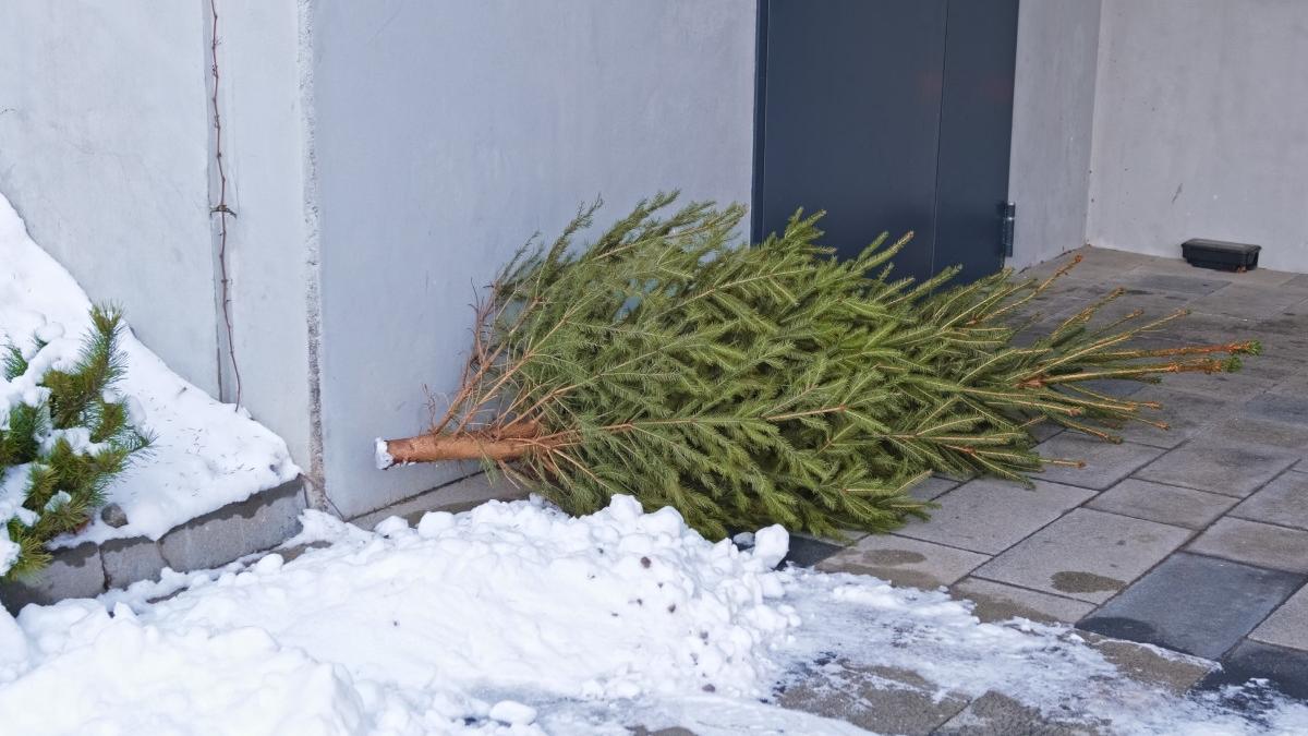 o femeie de 79 de ani din germania si a ranit vecina dupa ce a aruncat bradul de craciun de la balcon