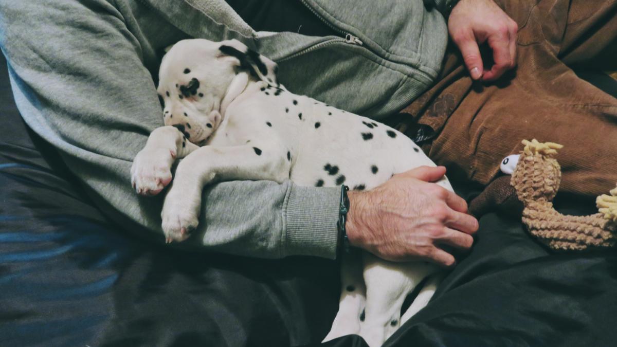 un catelus dalmatian care doarme in drum spre noua lui a ajuns viral pe internet imaginile cu pongo au strans mii de aprecieri