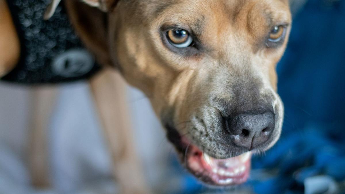 un roman atacat de propriul caine pitbull sotia a fost nevoita sa l ucida pentru a i salva viata