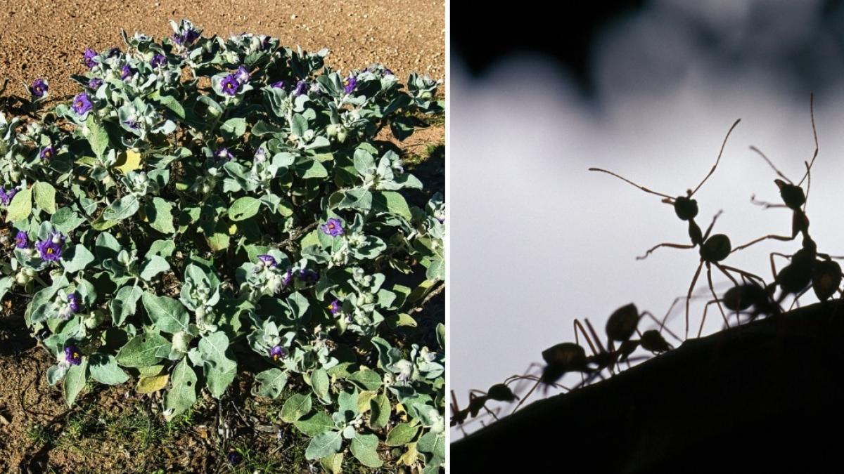 Un soi necunoscut de roşii a fost descoperit în Australia. Legătura pe care o are planta cu furnicile