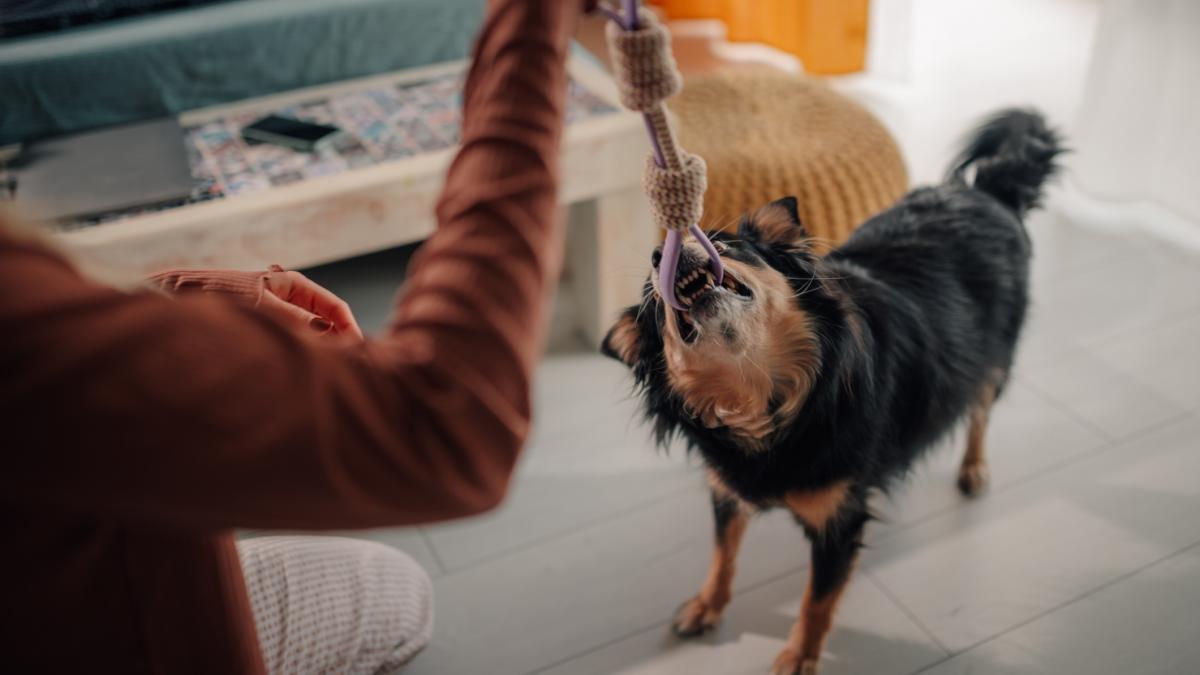 unii caini supradotati pot invata cuvinte noi doar ascultand conversatiile oamenilor opt minute au fost suficiente