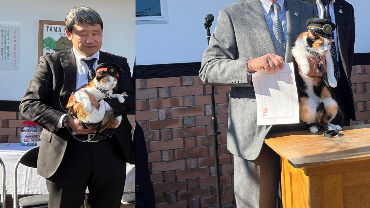 japonia are un nou sef de gara felin yontama va conduce linia ferata unde pisicile au facut istorie salvand o de la faliment