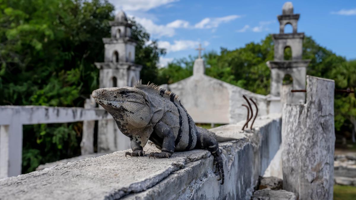 siturile arheologice sanctuare pentru biodiversitate ruinele antice au devenit o barca de salvare pentru unele plante si animale