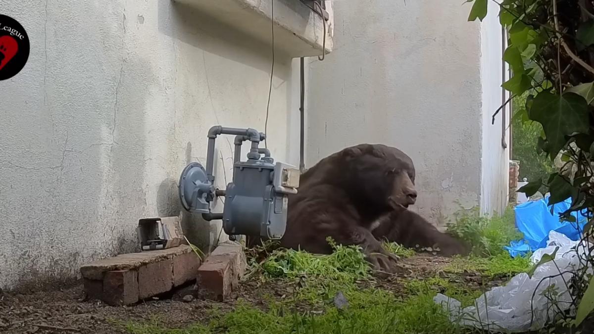 un urs de 250 de kilograme si a facut adapost sub o casa si a stat acolo timp de o luna a fost scos dupa o operatiune neobisnuita