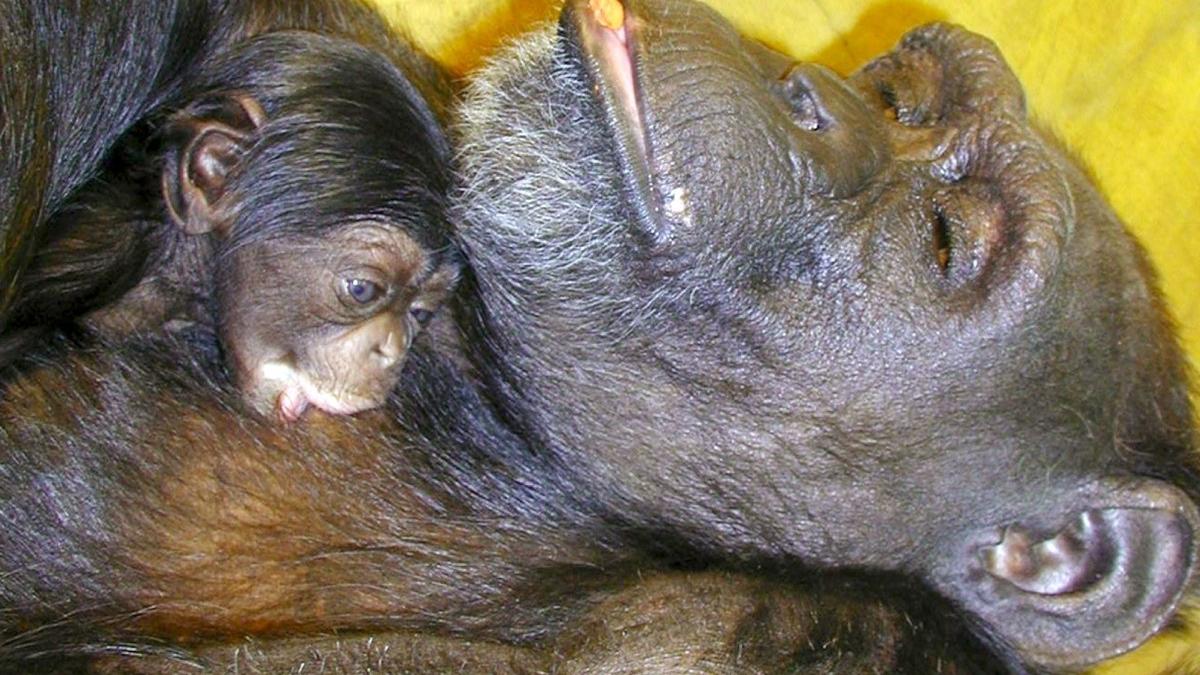 a murit ai cimpanzeul care recunostea 11 culori si peste 100 de caractere chinezesti