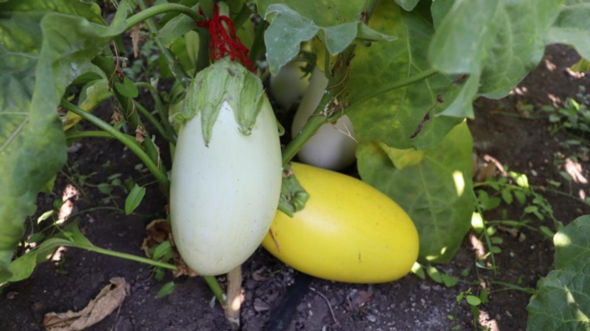 Acordul Mercosur poate duce la dispariția unor soiuri românești și la dezechilibre pe piață, atenționează BRGV: „Am pierdut deja 2.600”