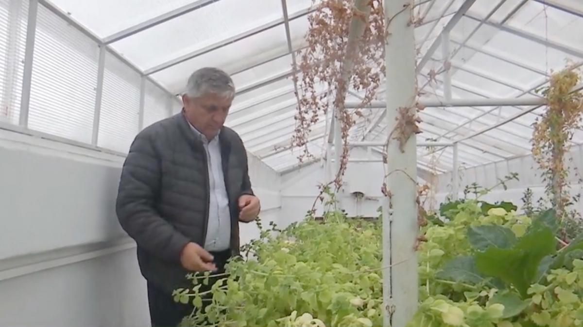 costel vinatoru brgv buzau migdale pamant