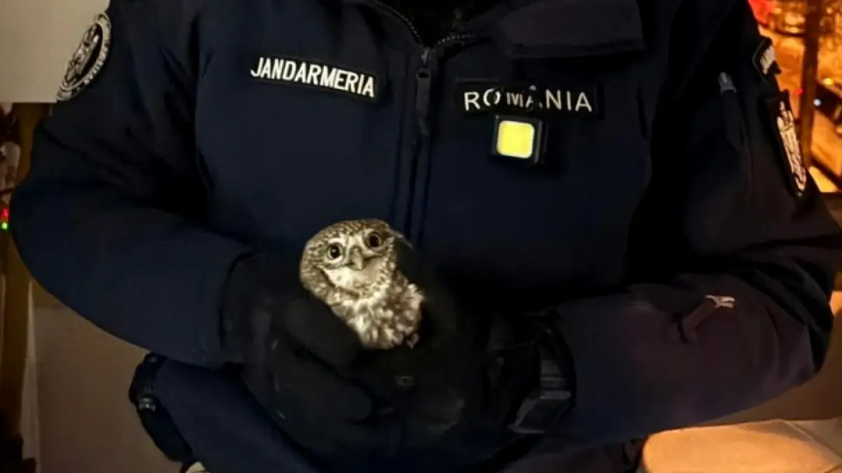 video o bufnita simpatica a intrat intr un apartament din botosani si n a mai vrut sa plece proprietarul a sunat la 112