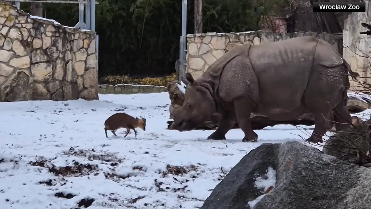 o caprioara minuscula se ia la bataie cu un rinocer de 2 tone la un zoo din polonia o filmare arata cine a invins