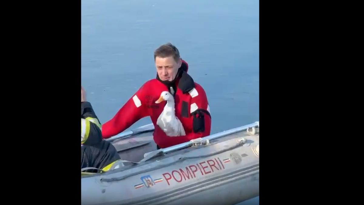 rață salvată de pompieri de pe un lac înghețat 
