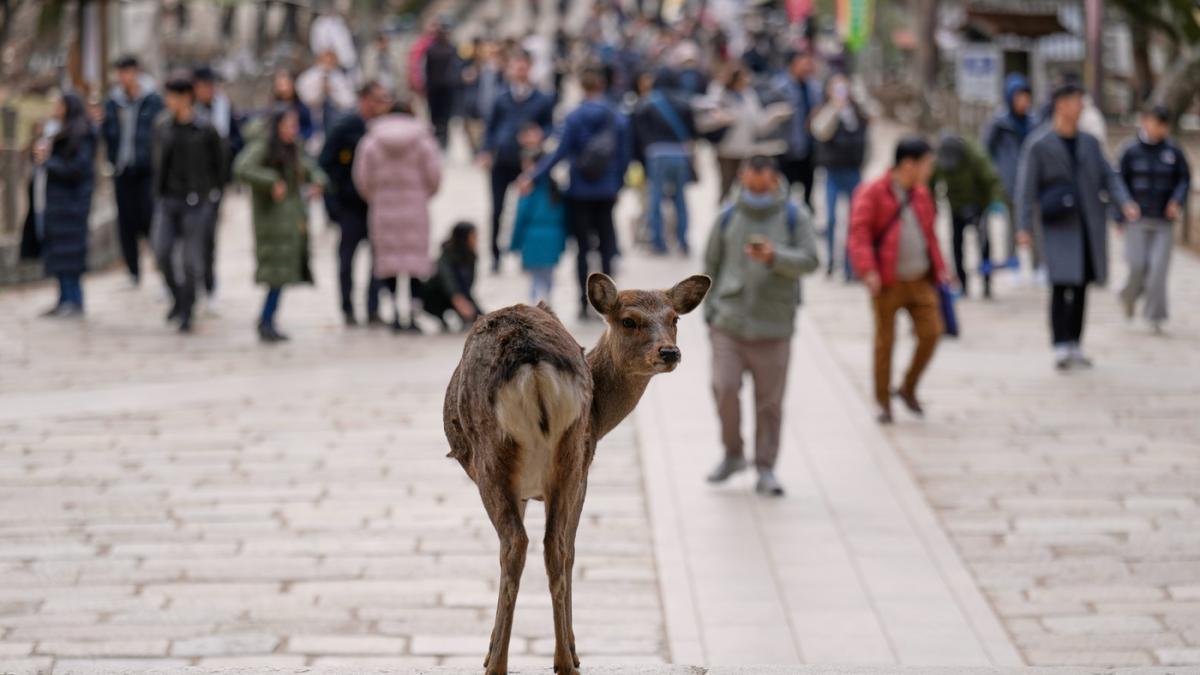 Adevăratele vedete din timpul summitului dintre Japonia și Coreea de Sud. Au fost cele mai admirate și mai fotografiate