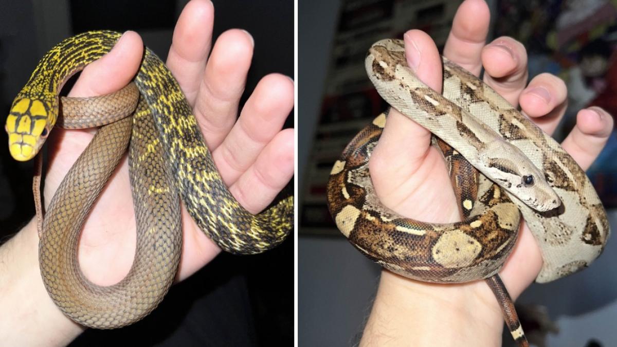 crescatorie ilegala de reptile gasita intr un apartament din bihor erau si 2 vipere pentru care nu exista ser antiviperin in romania