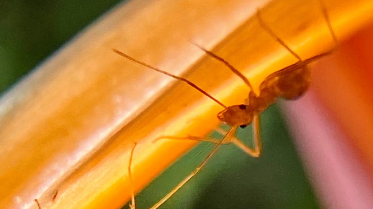 furnica electrica periculoasa pentru om si animale ameninta europa cu 2 focare in franta mirmecolog poate sa ajunga in romania