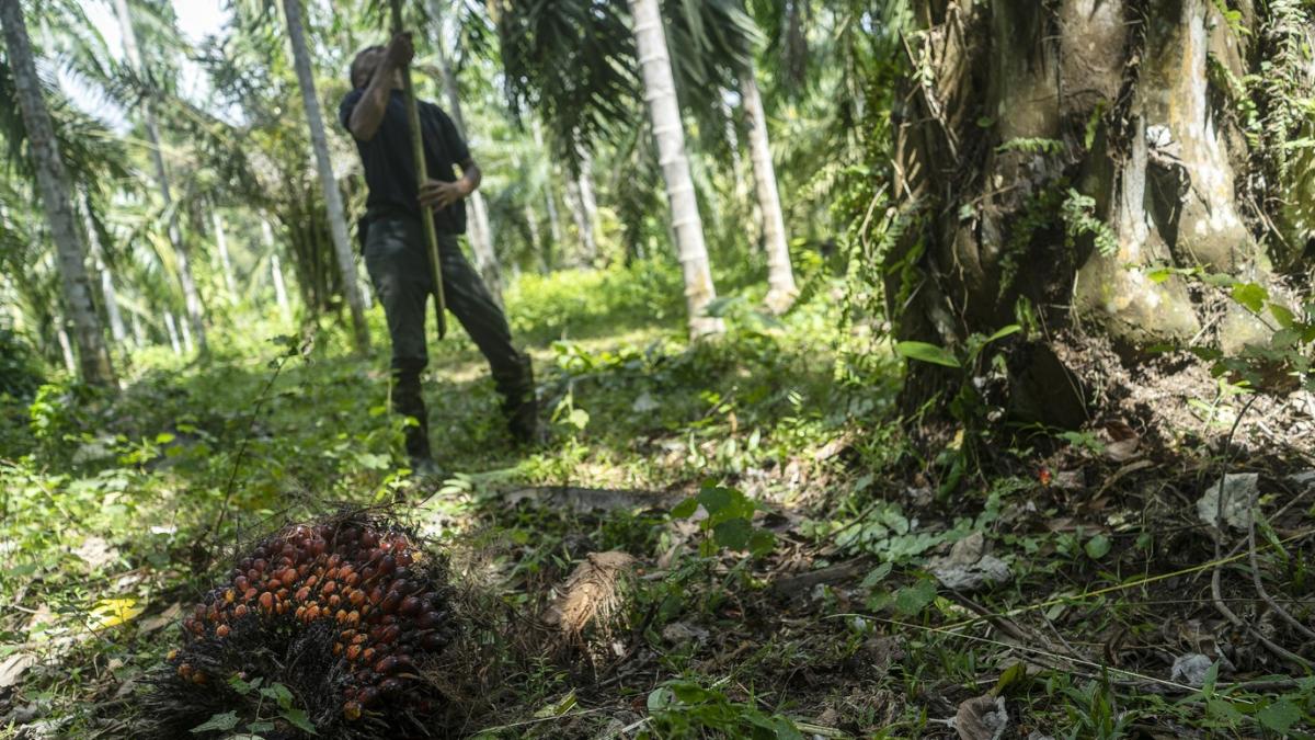 malaezienii glumesc ca nu au petrol doar ulei de palmier dupa ce ambasada sua a publicat o fotografie din spatiu