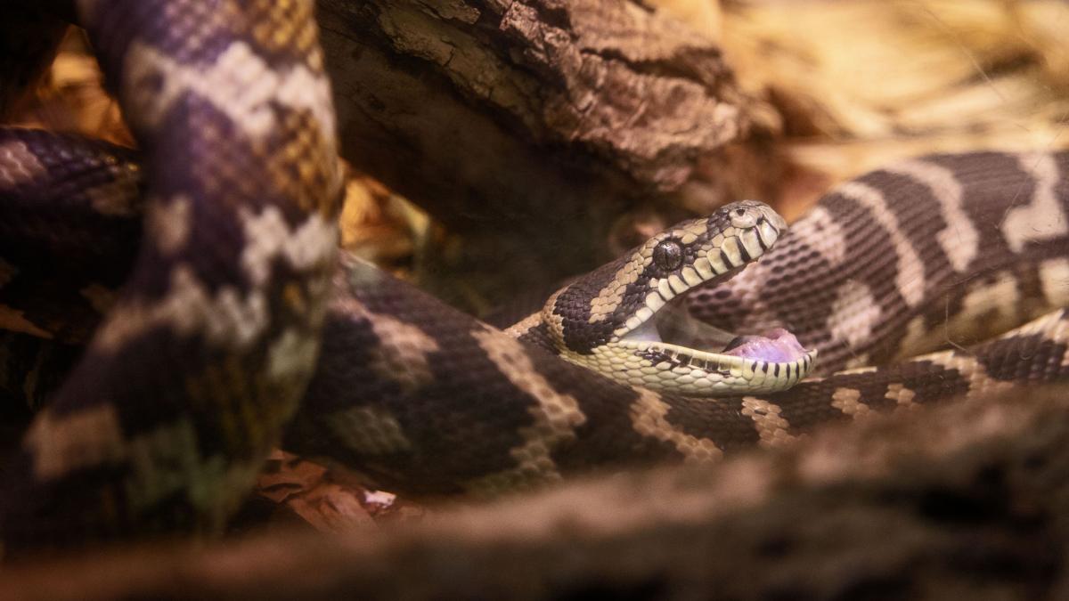 iubito nu te misca o femeie s a trezit cu un piton urias pe piept