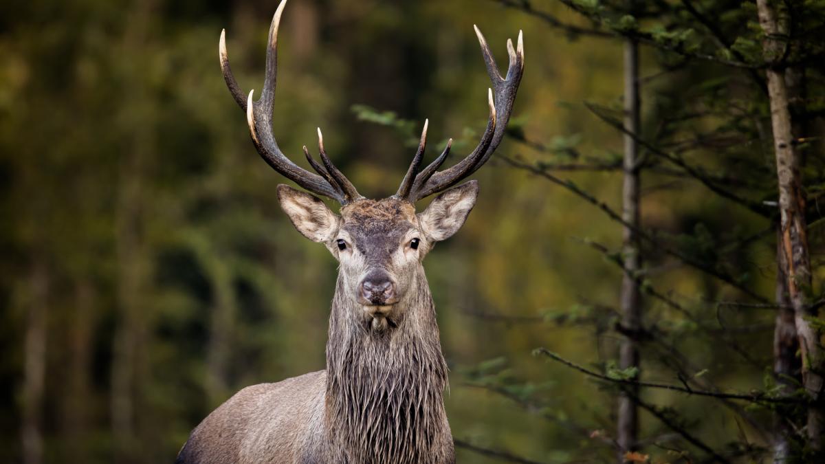 un cerb carpatin de la gradina zoologica din targu mures a murit dupa ce a inghitit manusa unui vizitator