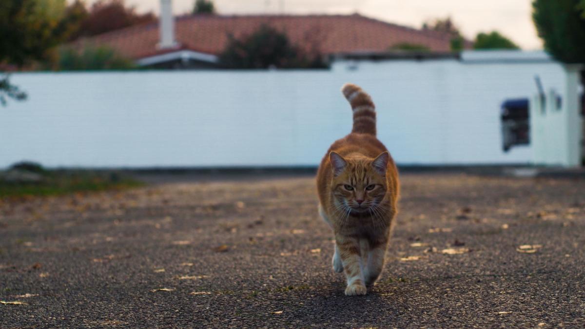 un motan pierdut in spania s a intors singur acasa in franta dupa ce a calatorit singur luni de zile