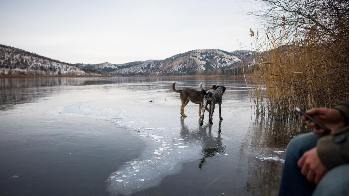 un primar din belgia a sarit in apa inghetata pentru a si salva cainele inghetasem de frig si plangeam