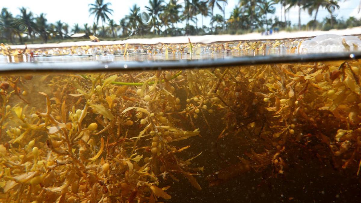 pat de alge de mare în Florida