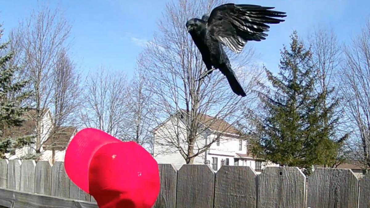 un barbat antreneaza ciori sa atace sepcile maga purtate de sustinatorii lui trump