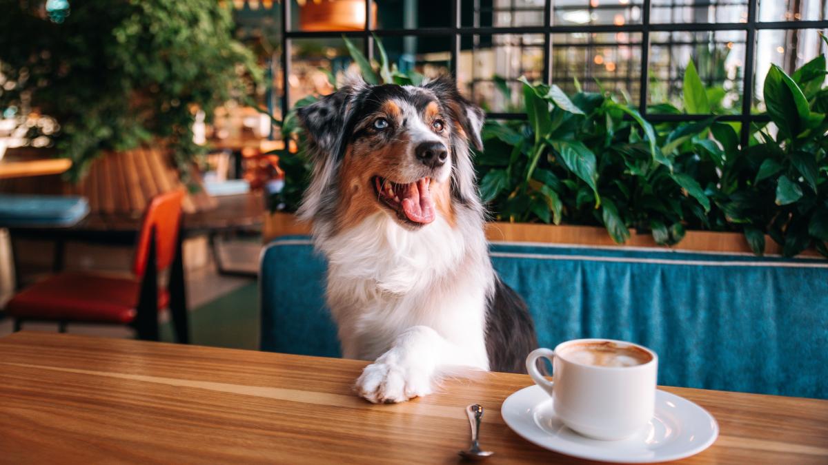 un caine aflat la o masa la restaurant cu o labuta pe masa