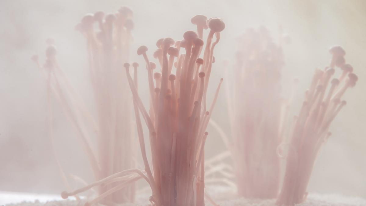 cercetatorii au gasit o noua forma de viata care are 8 metri inaltime si e veche de 370 de milioane de ani