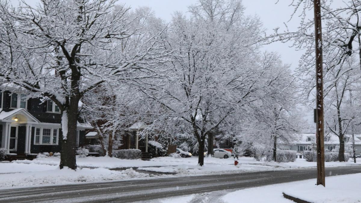 pot exploda copacii la minus 30 de grade ce se intampla de fapt in valul de frig arctic