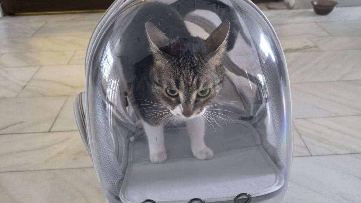 n o mai luati pe jessy primaria sectorului 6 face un apel la cetateni sa nu ii mai fie furata pisica