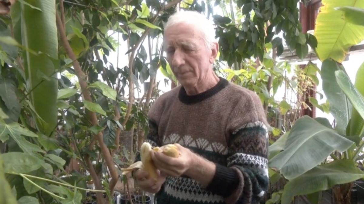 nea nelu creste pomi fructiferi exotici langa cetatea alba carolina culege si iarna banane portocale si papaya vecin e fenomenal