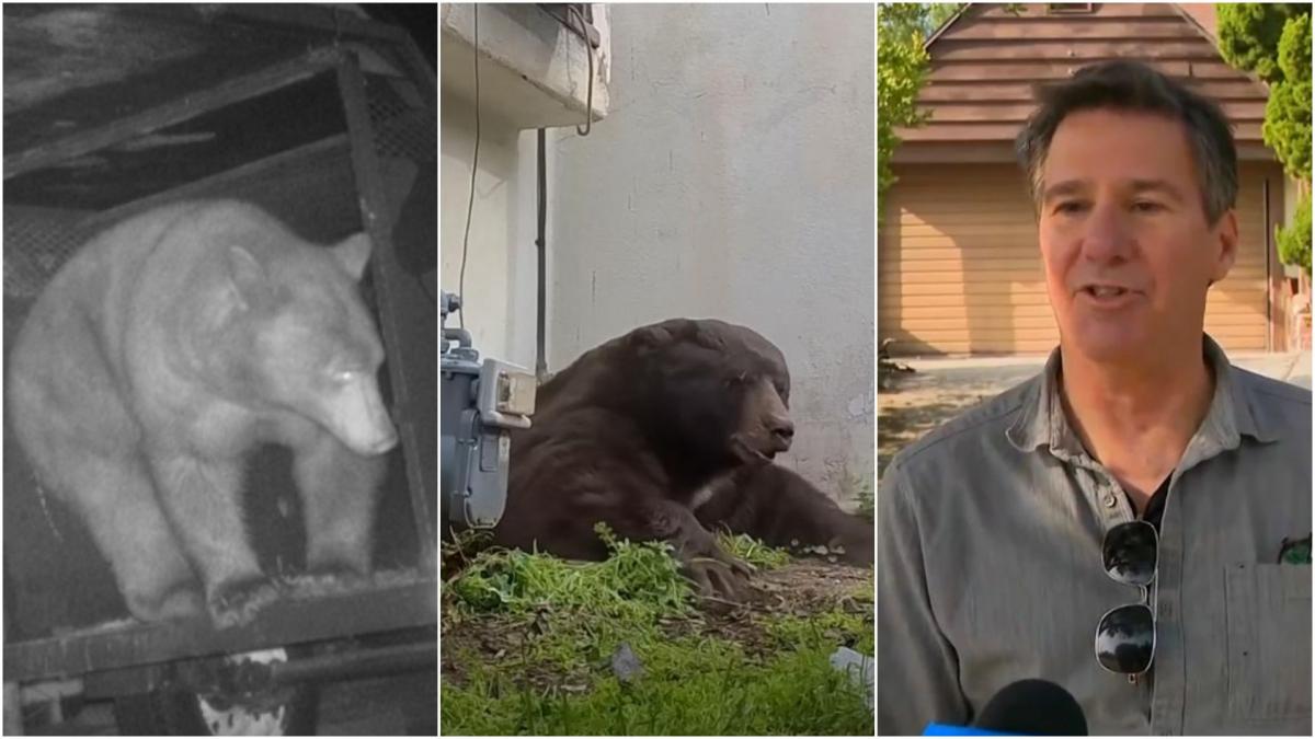 un urs s a mutat la mine acasa plecat in oras un barbat a vazut pe camera cum ursul i a intrat in casa apoi n a mai vrut sa plece