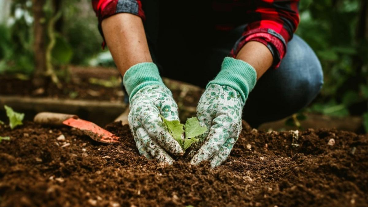 ce se planteaza in februarie martie in romania ghid practic pentru inceputul sezonului