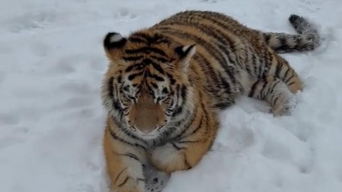 tigru siberian sta intins in zapada intr-o curte din dambovita