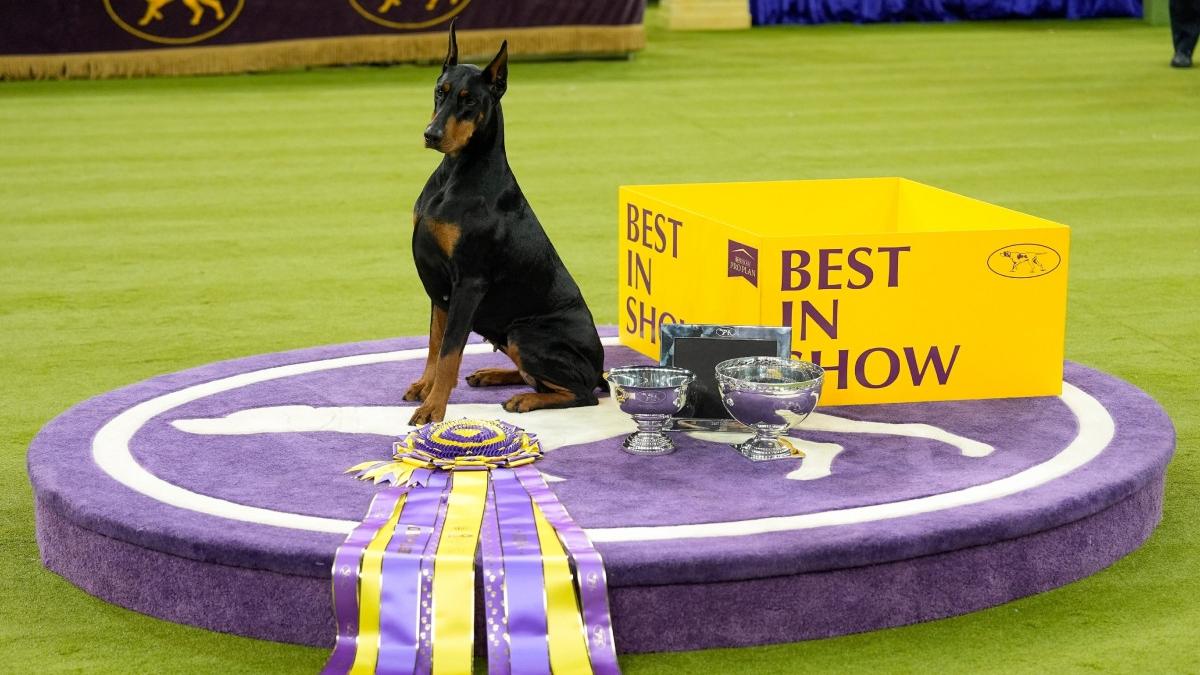 penny un doberman pinscher a castigat best in show la competitia canina westminster 2026 a facut un spectacol perfect